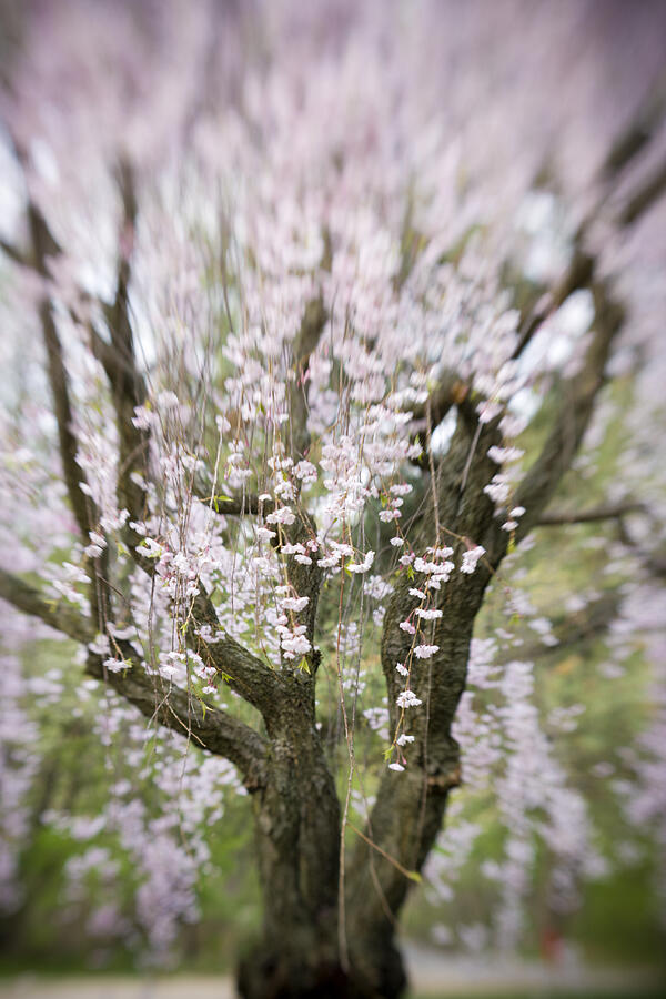 Purple tree Photograph by Alexey Stiop