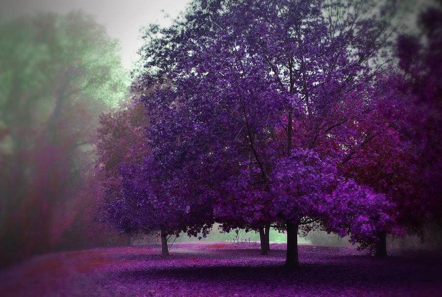 Purple Trees  Photograph by Marilyn MacCrakin