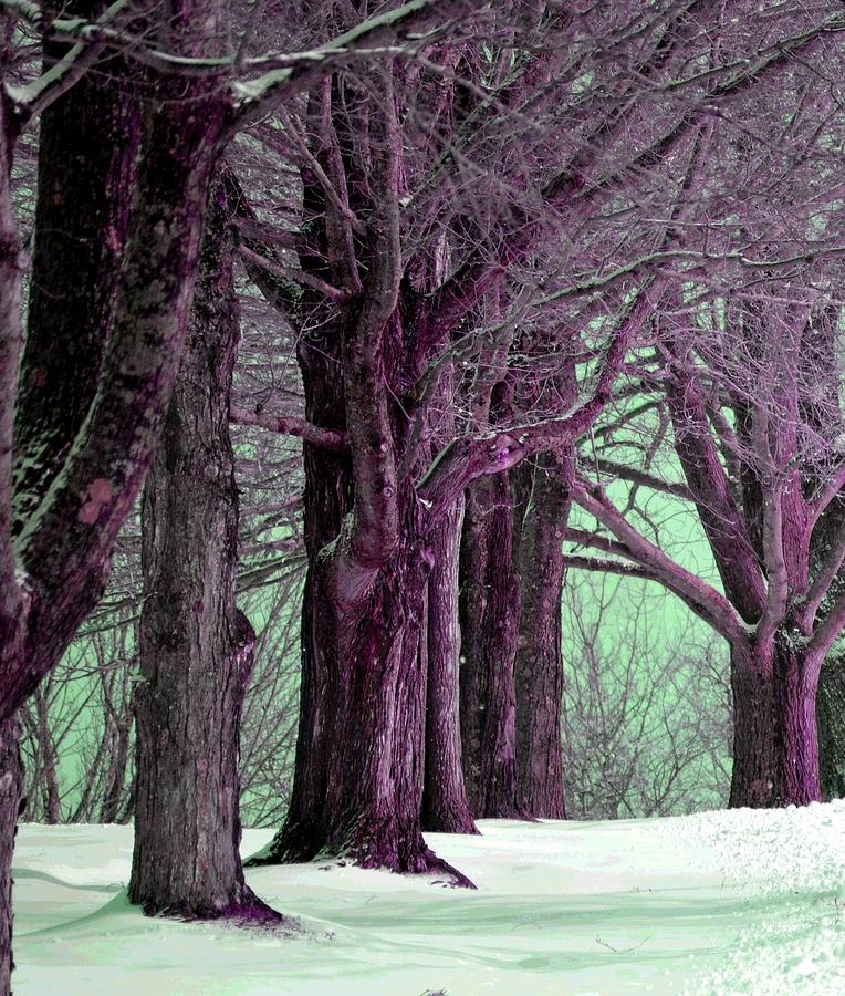 Purple trees Photograph by Nina-Rosa Dudy