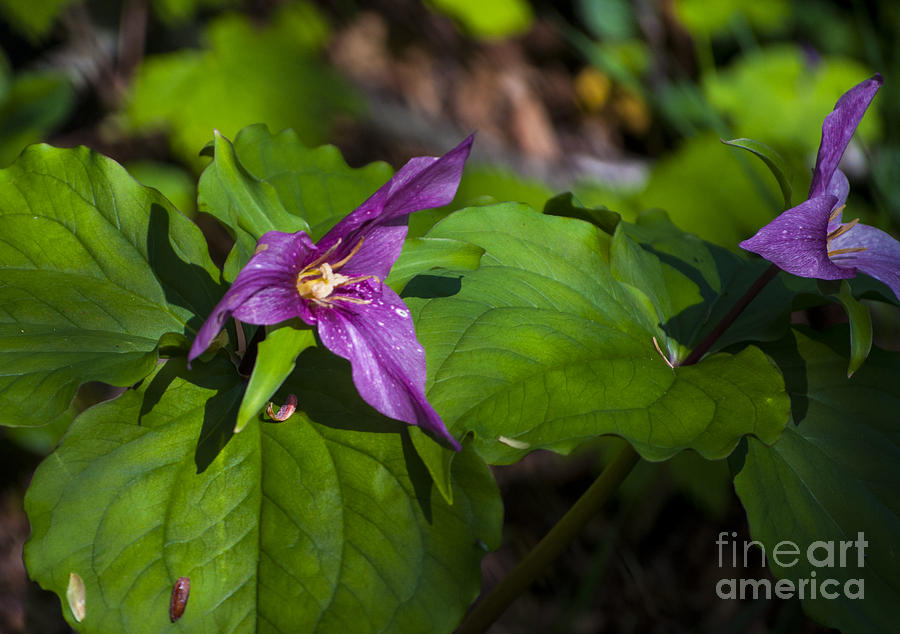Flowers Still Life Photograph - Purple Trillium by M J