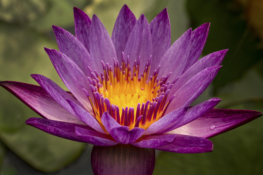 Purple Tropical Water Lily Photograph by Jean Noren