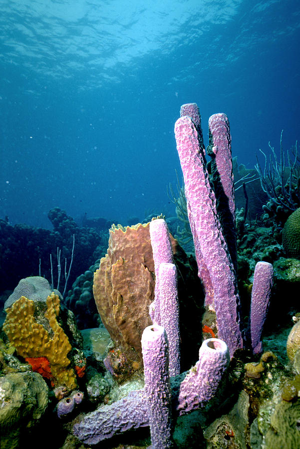 tube sponge