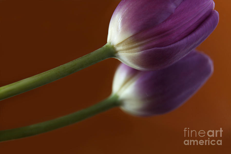 Purple Tulip 2 Photograph by Eden Baed