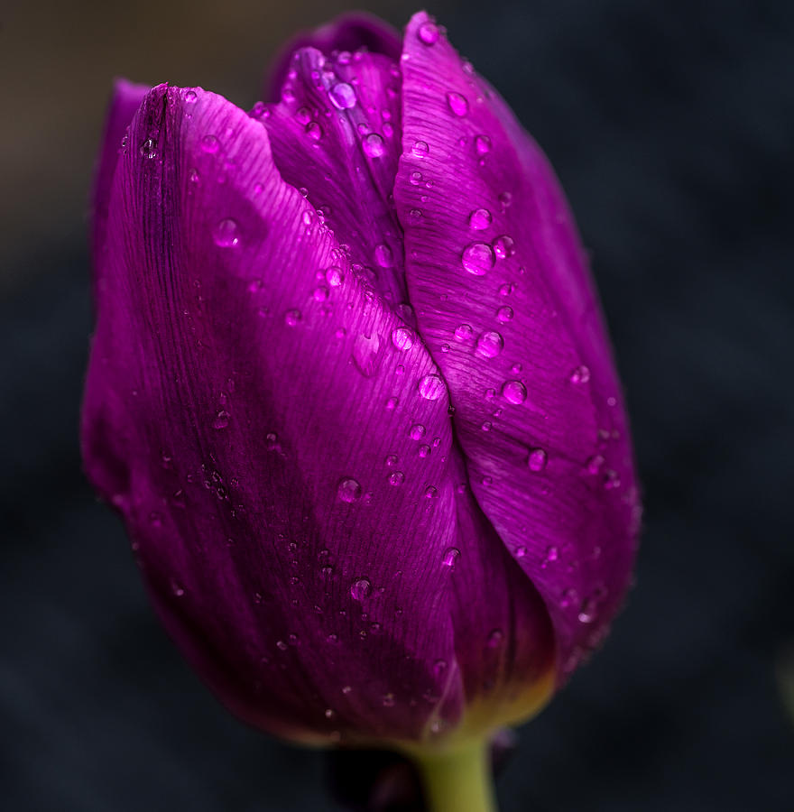 Purple Tulip after Rain Photograph by Jenny Rainbow - Fine Art America