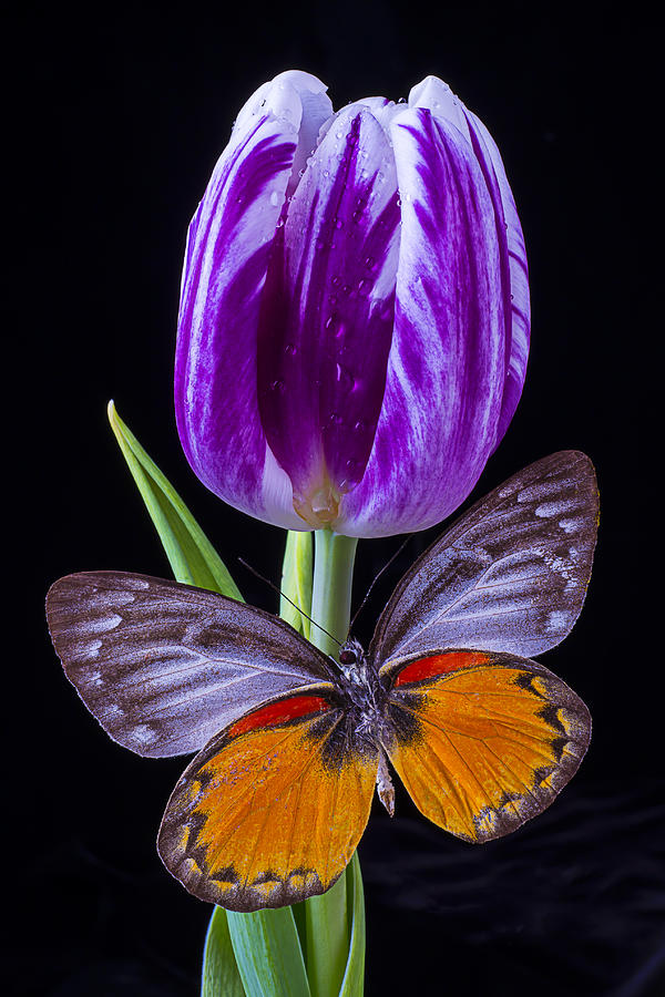 Tulip Photograph - Purple Tulip And Butterfly by Garry Gay
