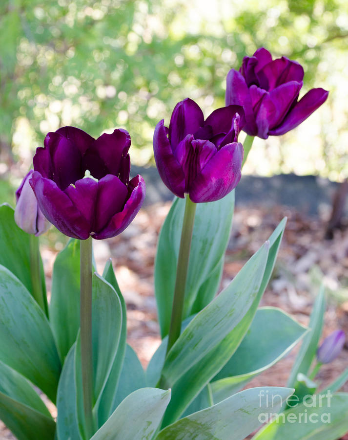 Purple Tulip Photograph by Andrea Anderegg