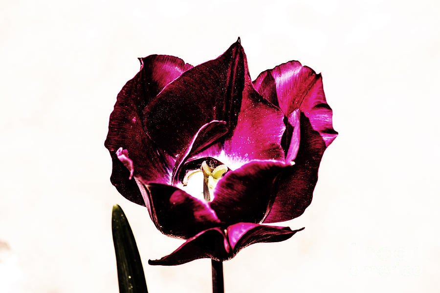 Purple Tulip Photograph by Angela DeFrias