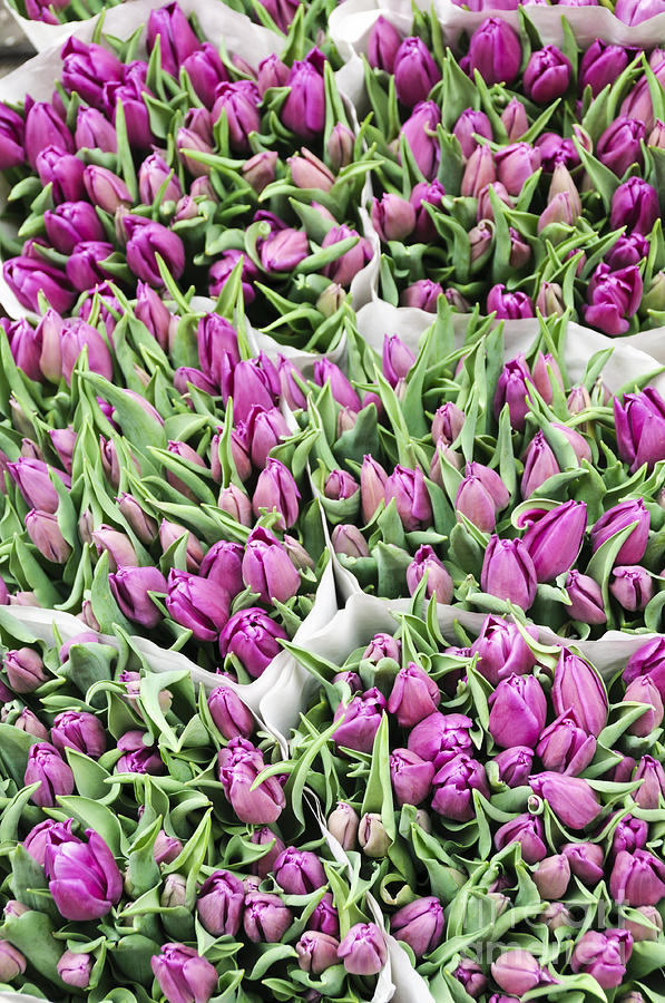 Purple Tulip Bouquets Photograph by Oscar Gutierrez