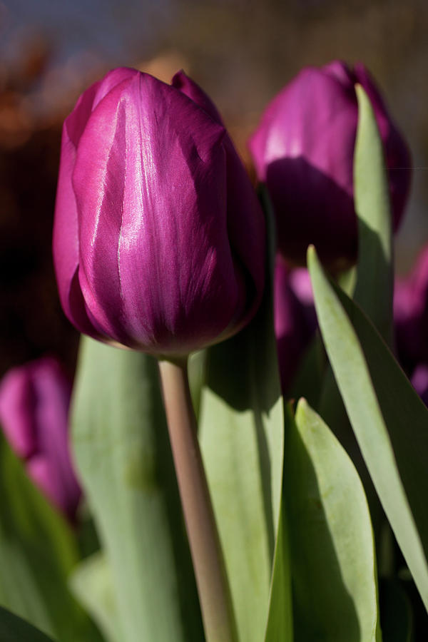 Purple Tulip Photograph by Caroyl La Barge