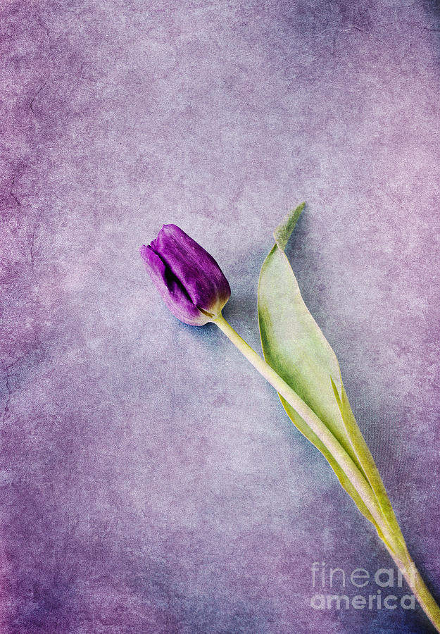 Purple Tulip Photograph by David Lichtneker