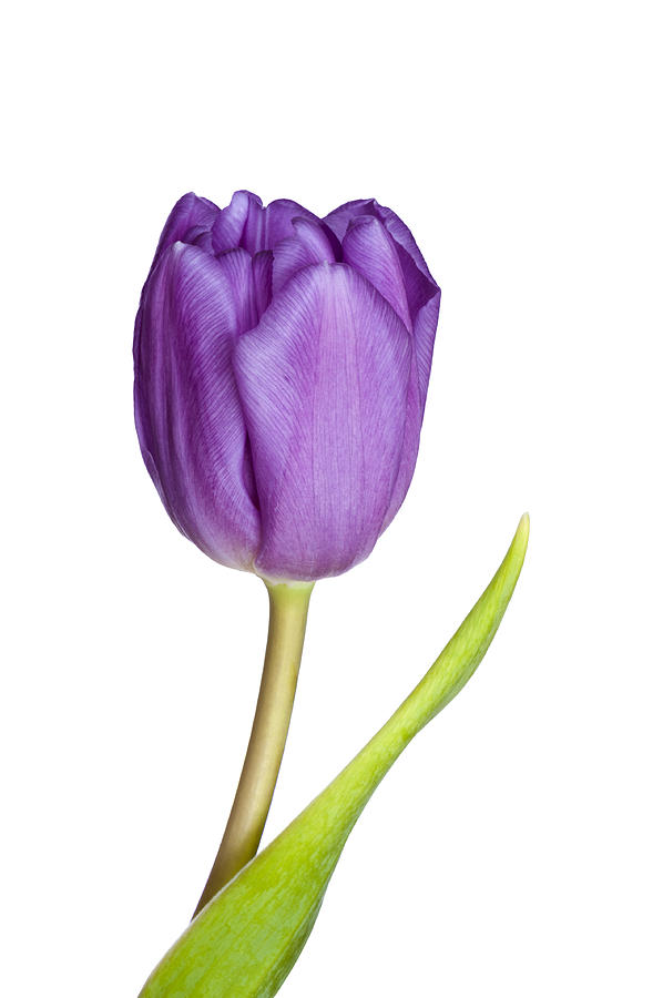 Purple Tulip Photograph By Dawn Black