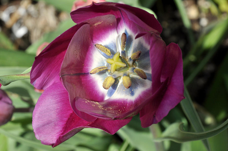 Purple tulip Photograph by Diane Lent