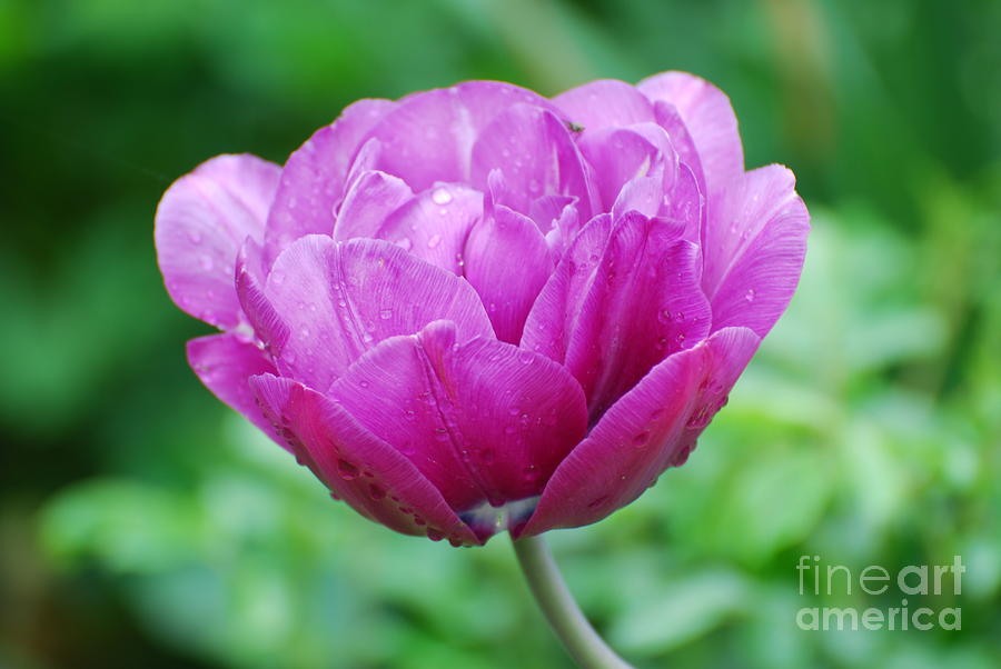 Purple Tulip Photograph by DejaVu Designs