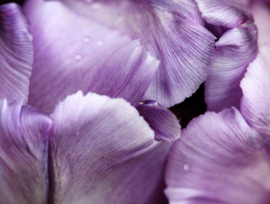 Flower Photograph - Purple Tulip by Heather Allen