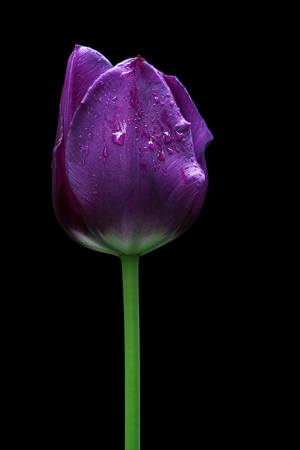 Purple tulip Photograph by Ivan Slosar