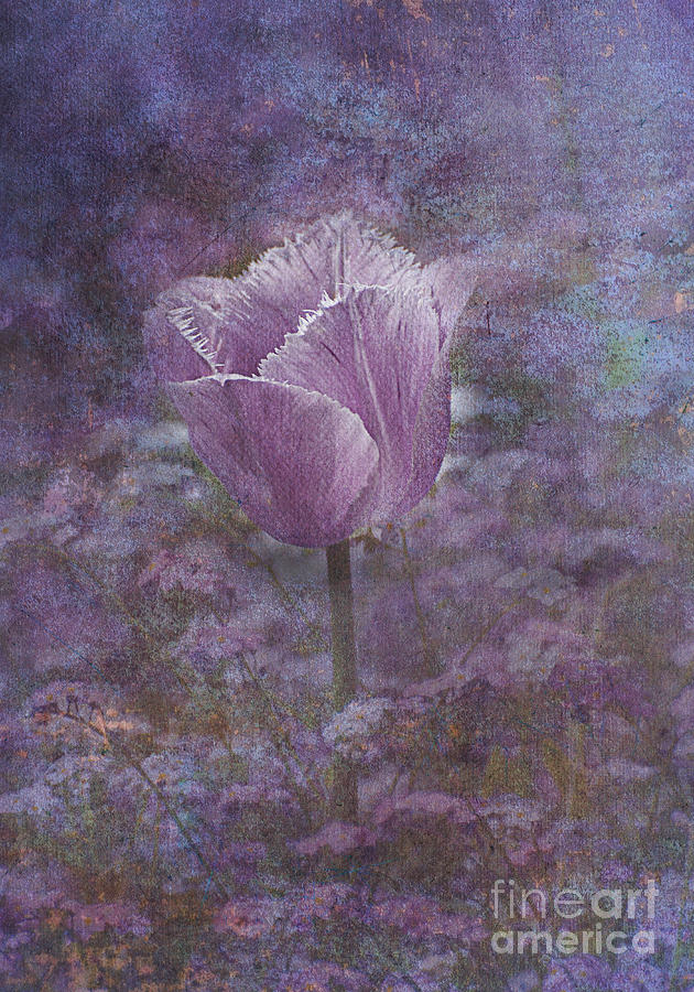 Purple Tulip Photograph by Jim Hatch