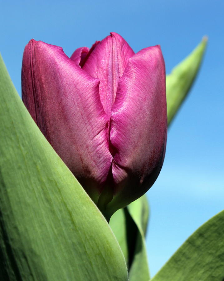 Purple Tulip Photograph by Joseph Skompski
