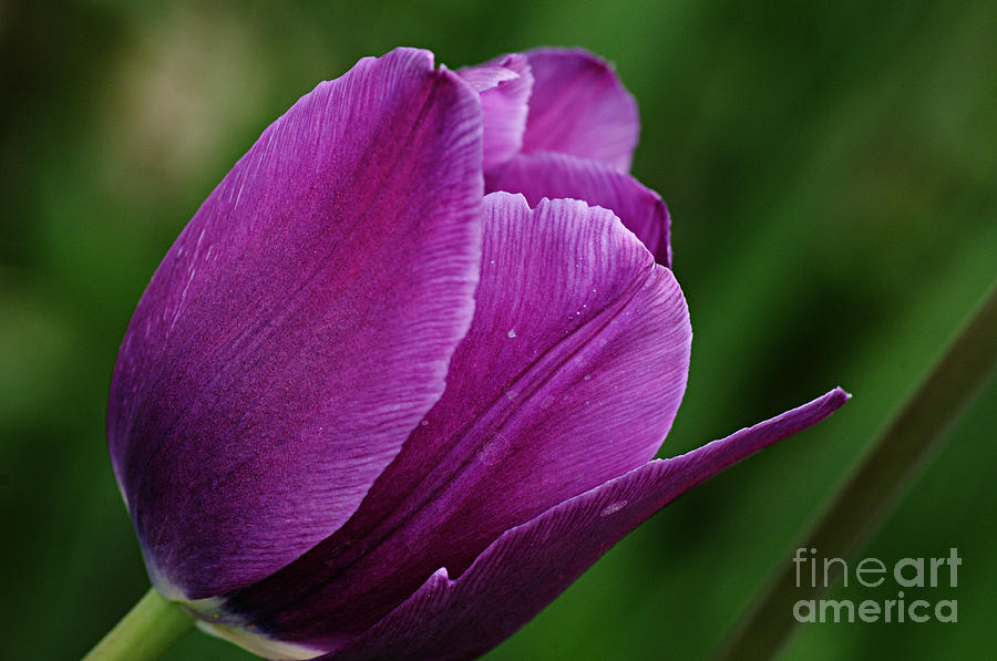 Purple Tulip Photograph by Larry Ricker