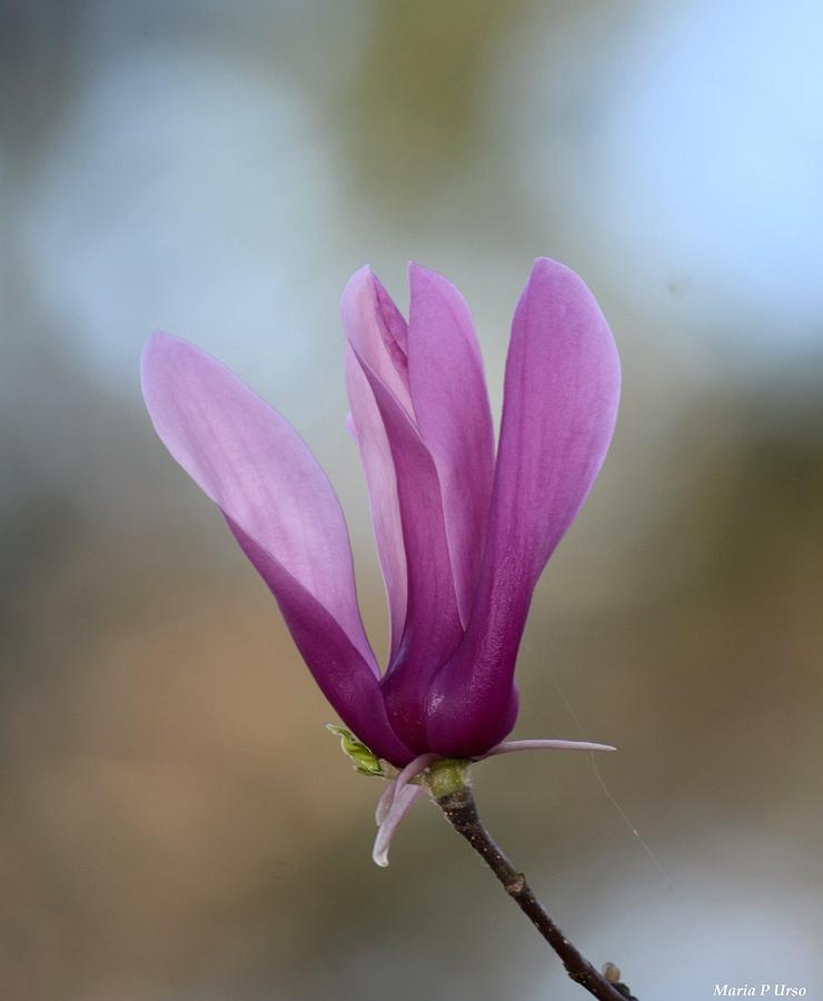 Purple Tulip Magnolia Photograph by Maria Urso