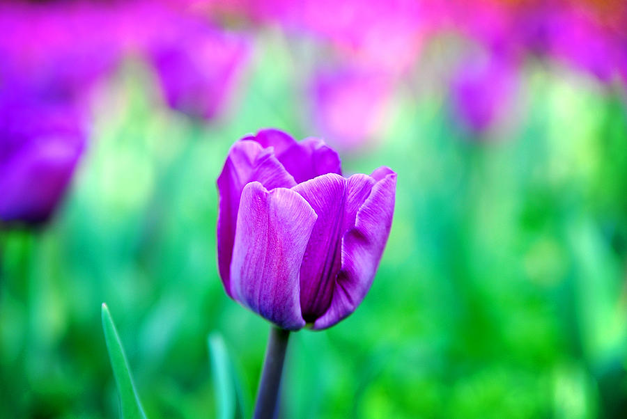 Purple Tulip Photograph by Mary Timman