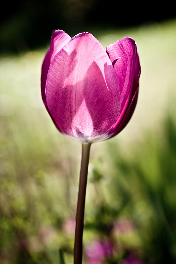 Spring Photograph - Purple Tulip by Nila Newsom