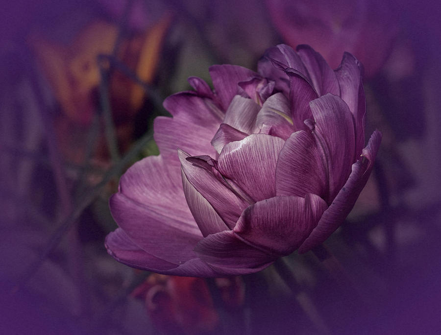 Purple Tulip of Spring Photograph by Richard Cummings