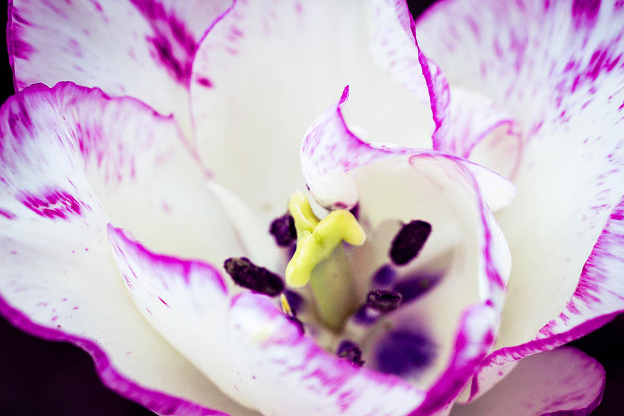 Purple Tulip Power Photograph by Cathy Donohoue