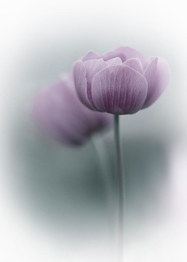 Still Life Photograph - Purple Tulip by Purple Bamboo