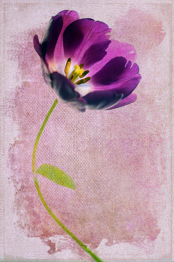 Purple Tulip Photograph by Rebecca Cozart