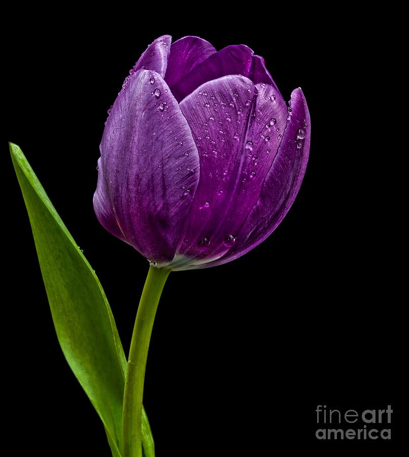 Purple Tulip Photograph by Shirley Mangini