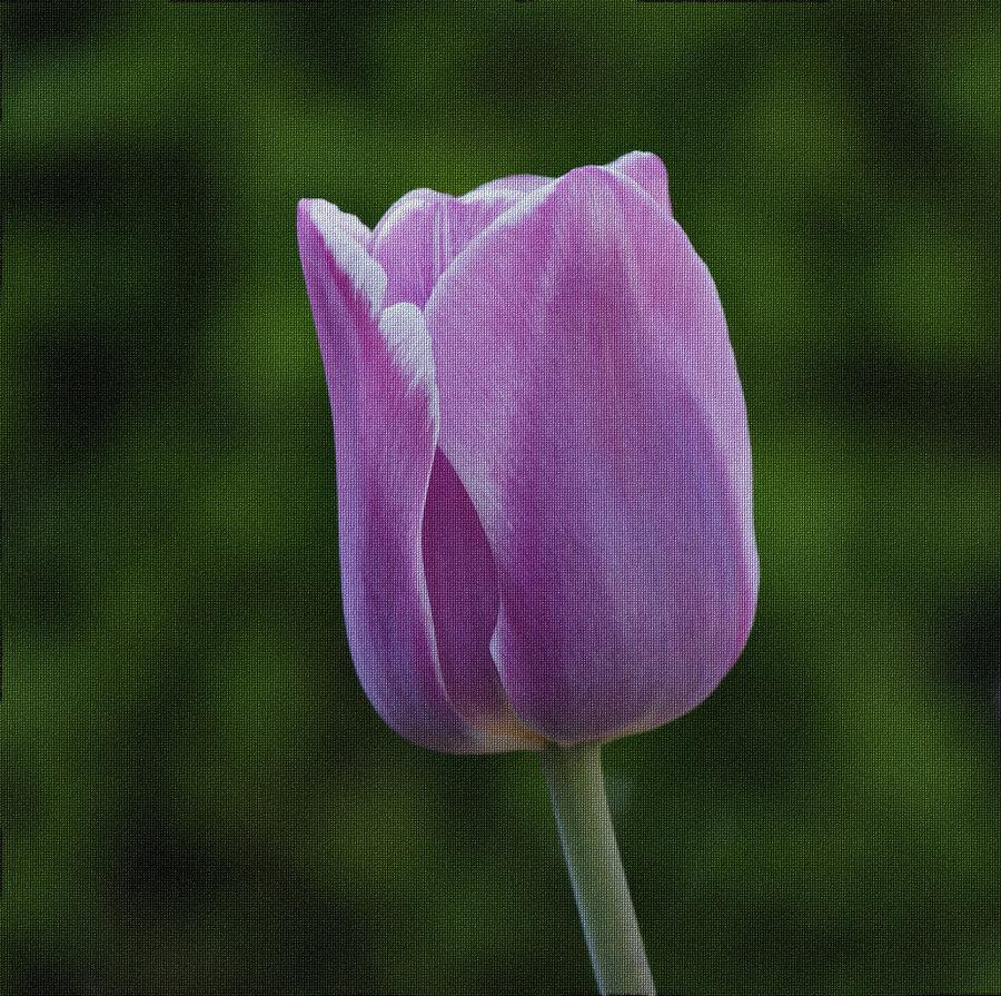 Purple Tulip Photograph by Sandy Keeton