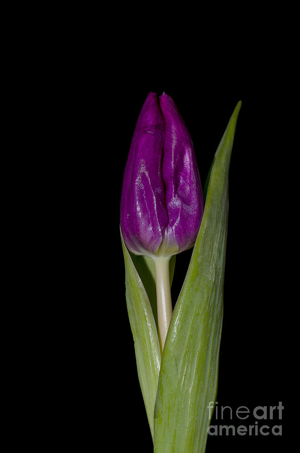 Purple tulip Photograph by Steev Stamford