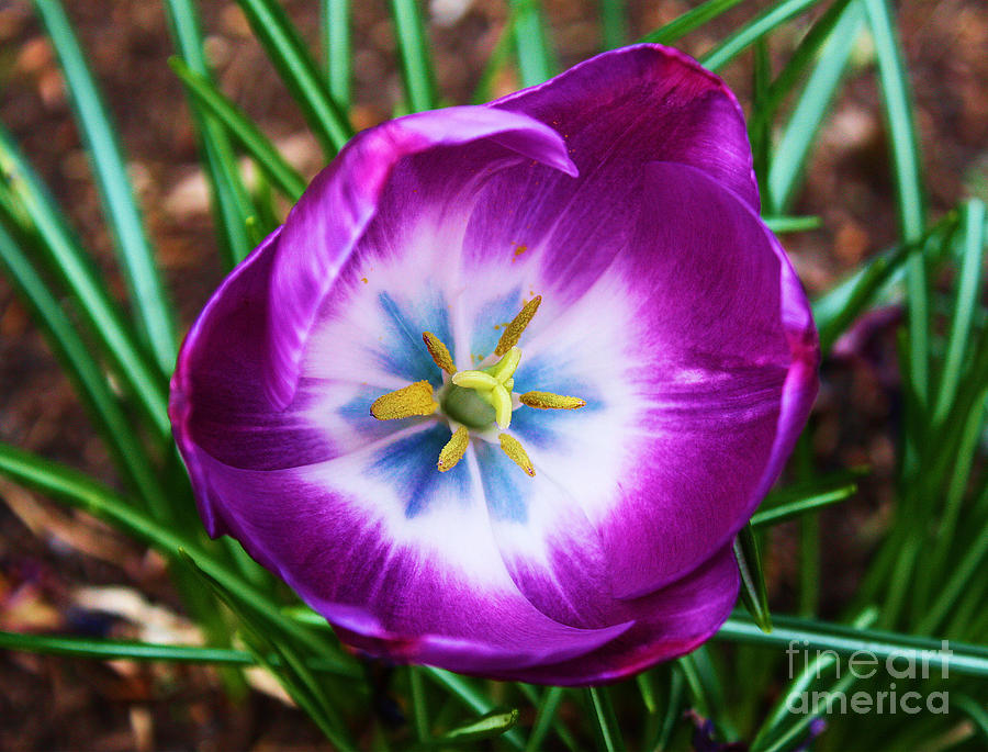 Purple Tulip Photograph