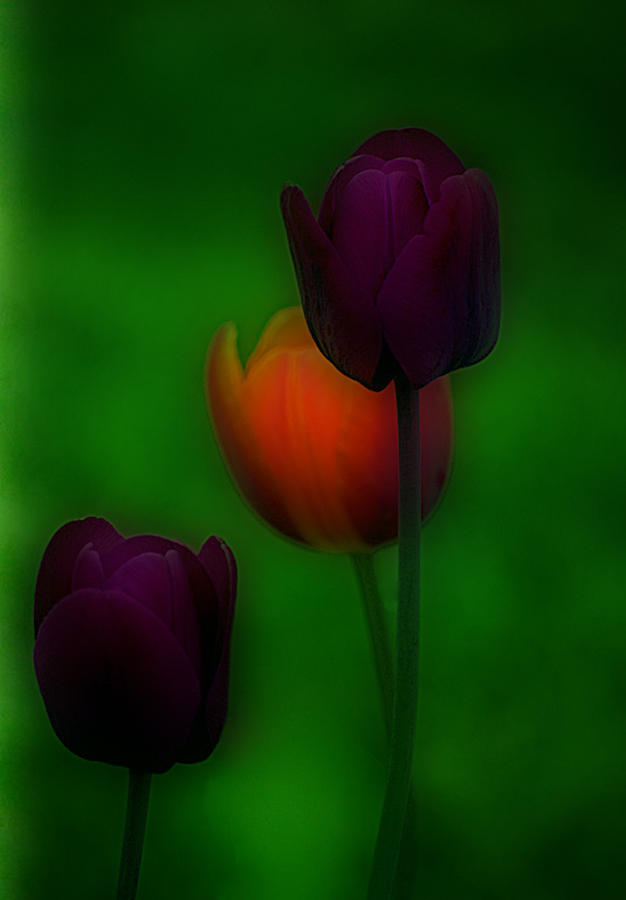 Purple Tulips Photograph by Caroline Stella