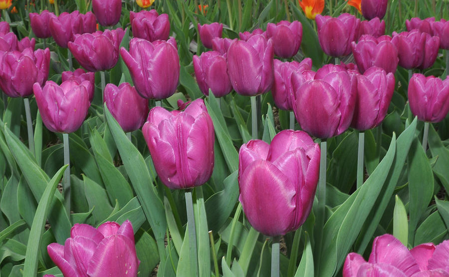 Purple tulips Photograph by Diane Lent
