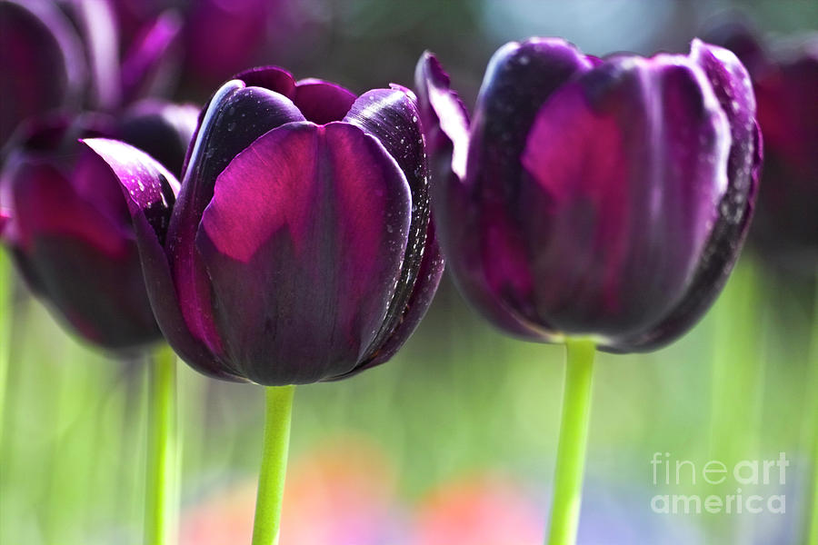 Purple tulips Photograph by Heiko Koehrer-Wagner