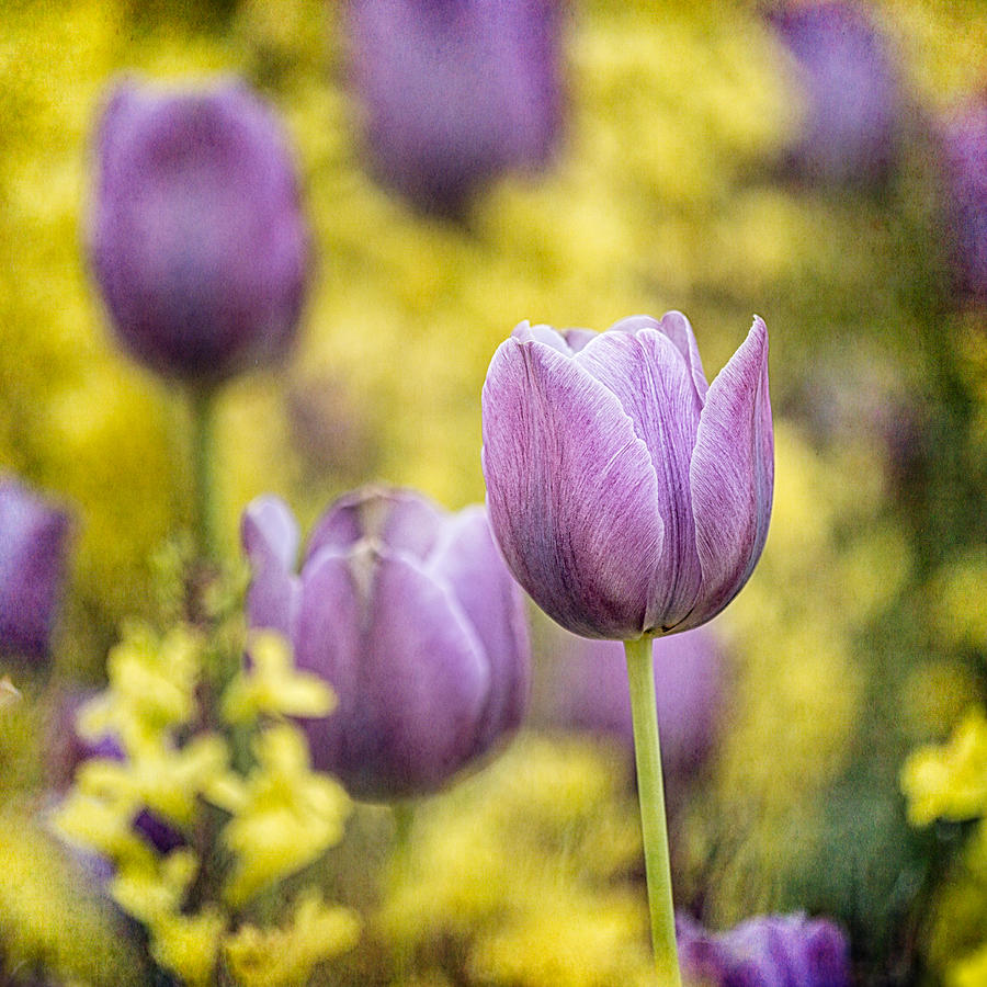 Purple Tulips in Ornamental Cabbage Photograph by Jeff Abrahamson