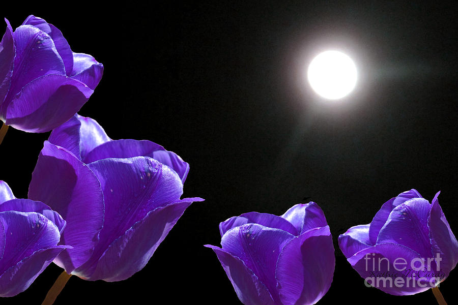 Purple Tulips in the Moonlight Photograph by Kathie McCurdy