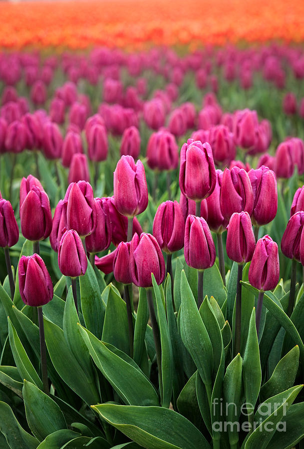 Purple Tulips Photograph by Inge Johnsson