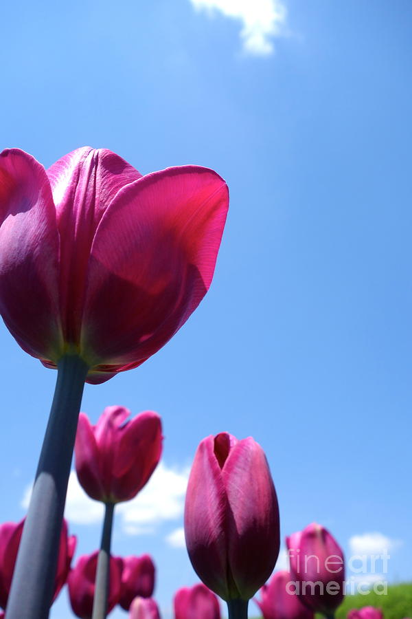 Purple Tulips Photograph by Jacqueline Athmann