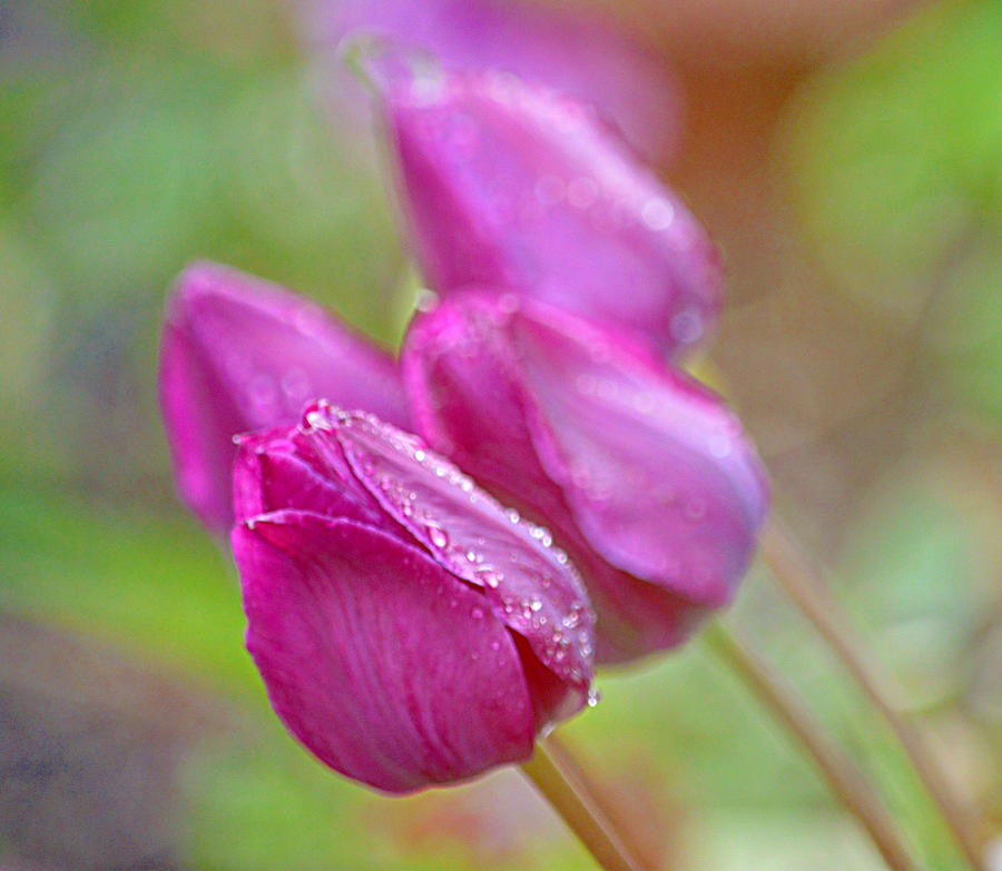 Purple Tulips Photograph by Joan Han