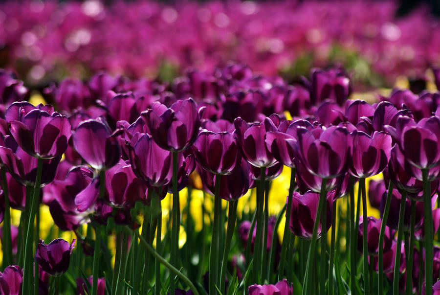 Purple Tulips Photograph by Judy Salcedo