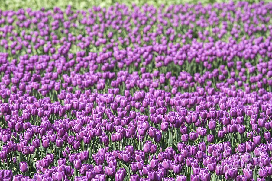 Purple tulips Photograph by Patricia Hofmeester