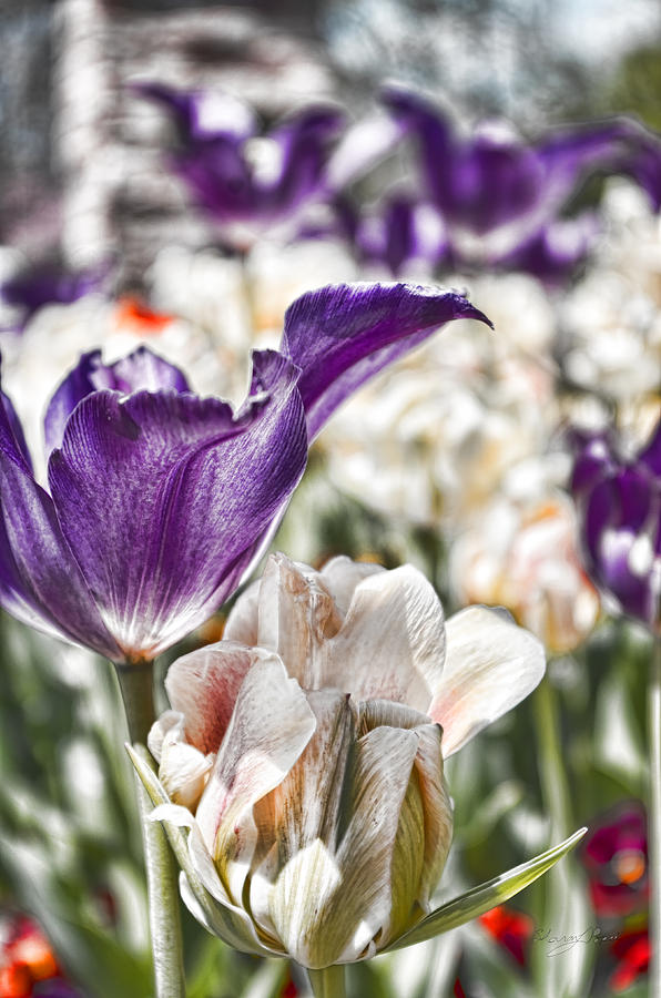 Purple Tulips Photograph by Sharon Popek