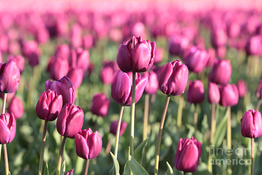 Tulip Photograph - Purple Tulip Standouts by Carol Groenen