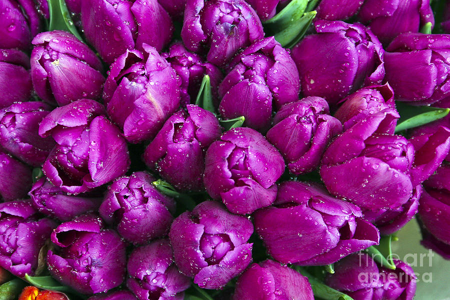 Purple Tulips Photograph by Timothy Hacker