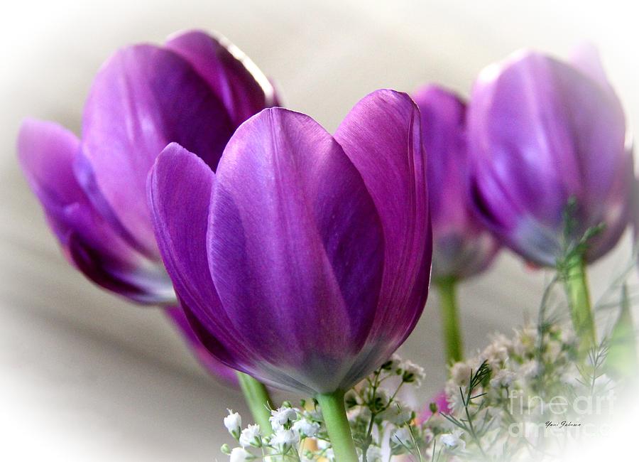 Purple Turlips Photograph by Yumi Johnson