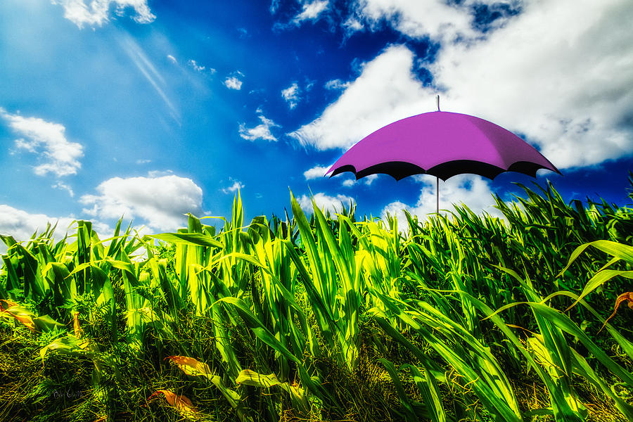 Umbrella Photograph - Purple Umbrella in a field of corn by Bob Orsillo Umbrella Photograph - Purple Umbrella in a field of corn by Bob Orsillo