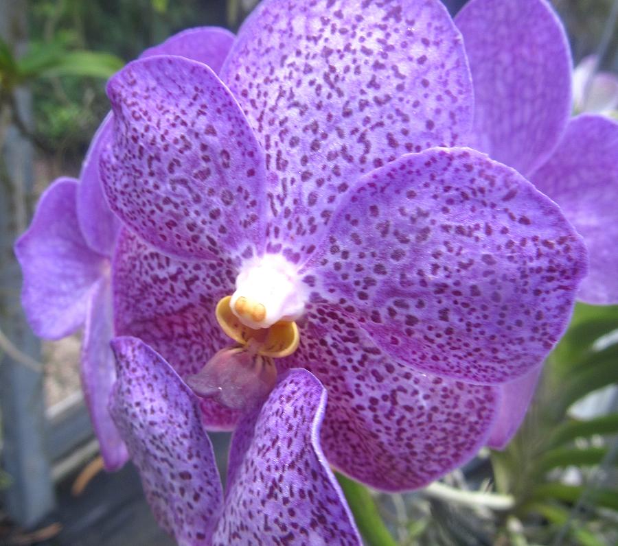 Purple Vanda Orchid Photograph by Melinda Saminski