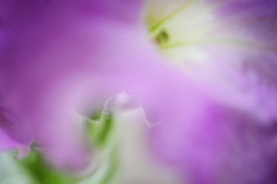 Purple Veil. Petunia Macro Photograph by Jenny Rainbow